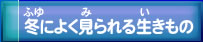 冬によく見られる生きもの