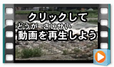 浅川の増水後の散歩